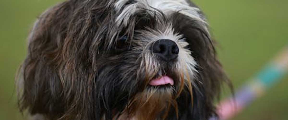The Dutch Sheepdog: A Versatile Working Companion