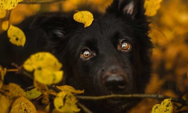 The Dutch Shepherd Dog: An Affectionate and Intelligent Companion