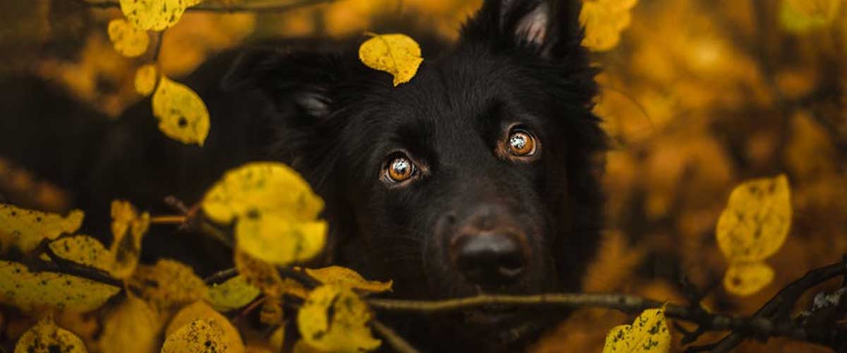 The Dutch Shepherd Dog: An Affectionate and Intelligent Companion