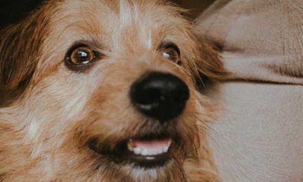 The Dutch Smoushond: A Loyal Companion with a Rich History