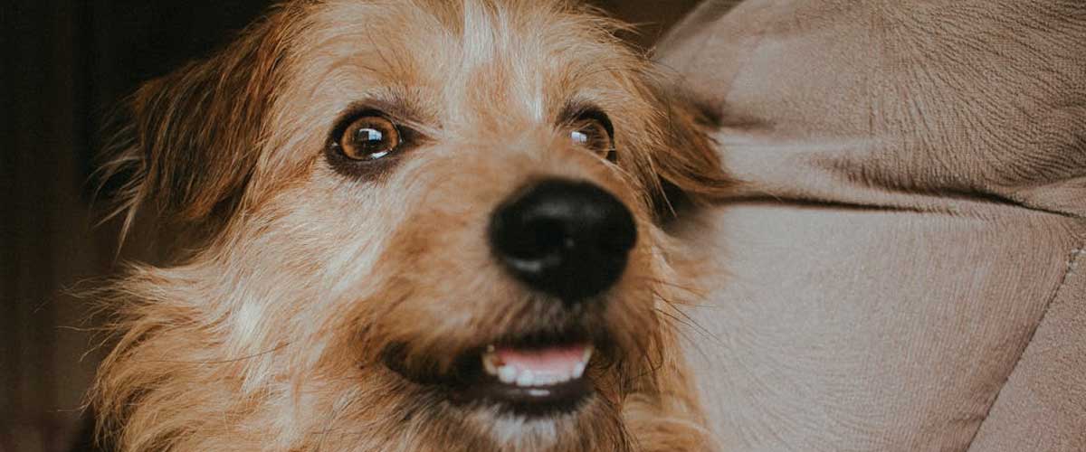 The Dutch Smoushond: A Loyal Companion with a Rich History