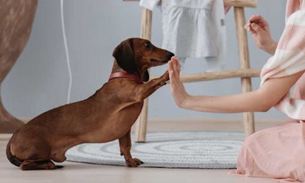 Why Your Dog Needs to Earn Treats
