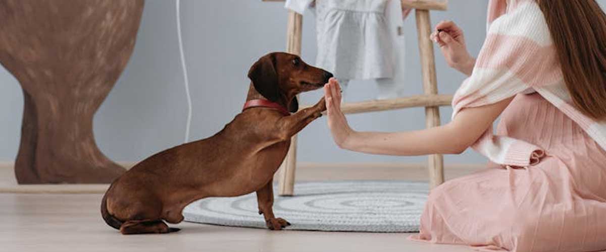 Why Your Dog Needs to Earn Treats