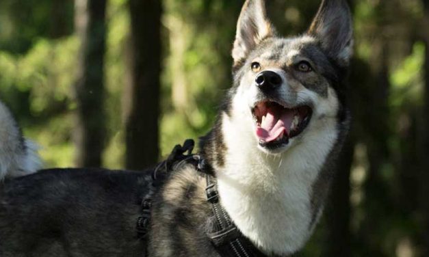 The East Siberian Laika: A Noble Companion and Exceptional Hunter