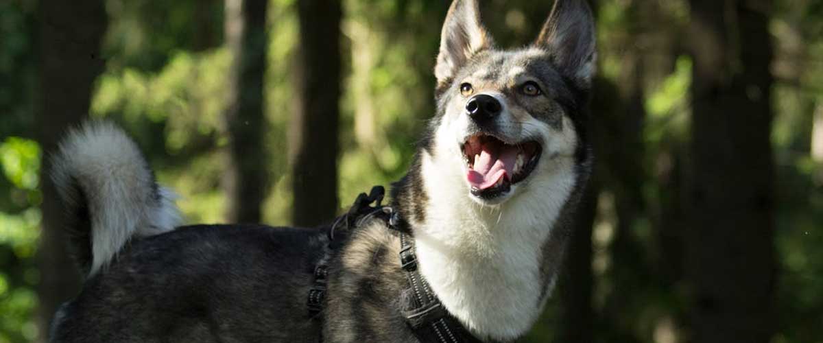 The East Siberian Laika: A Noble Companion and Exceptional Hunter