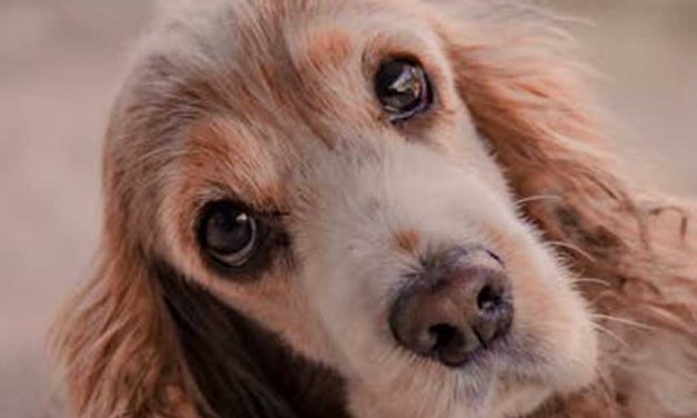 The English Cocker Spaniel: A Joyful Companion