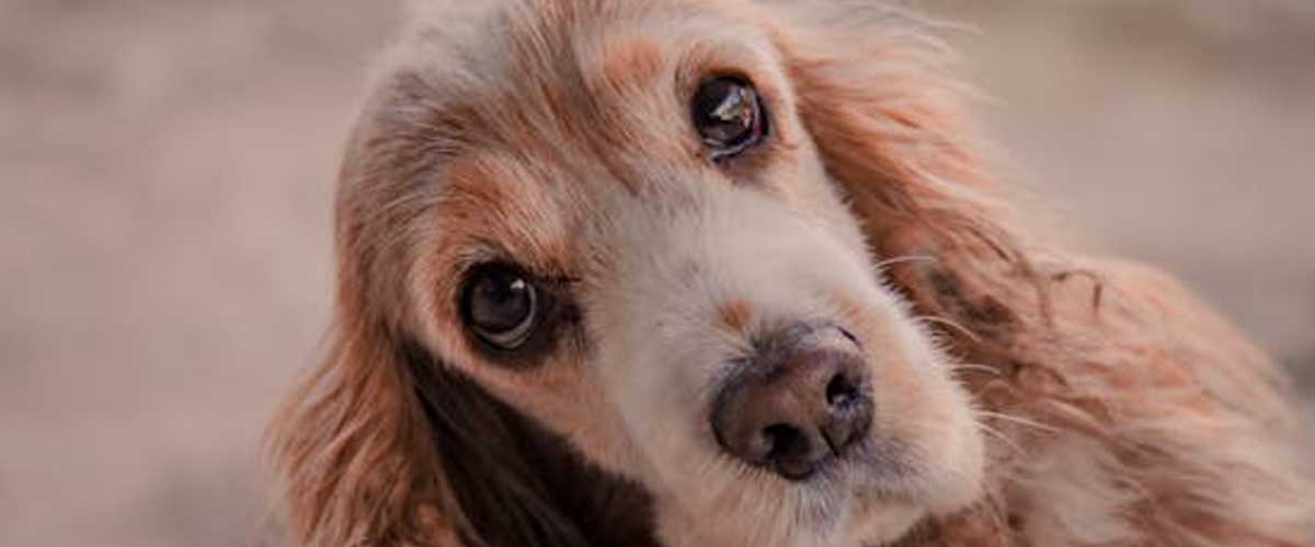 The English Cocker Spaniel: A Joyful Companion