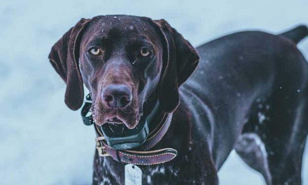 The English Pointer: A Noble Companion for Hunters and Families