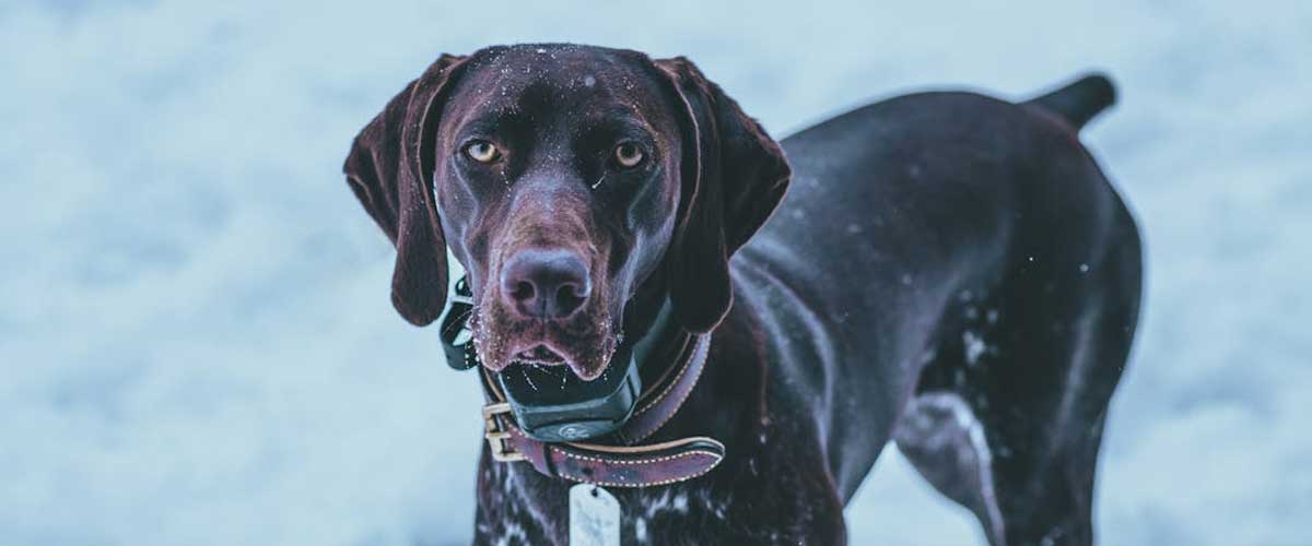 The English Pointer: A Noble Companion for Hunters and Families