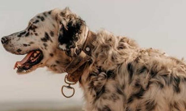 The English Setter: A Friendly and Versatile Companion