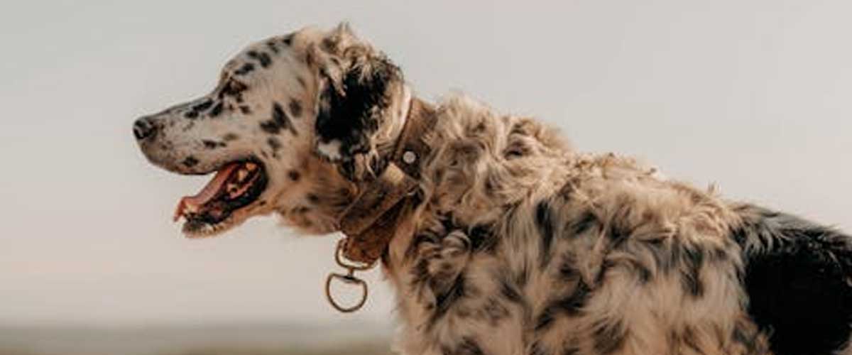 The English Setter: A Friendly and Versatile Companion
