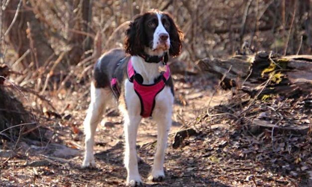 English Springer Spaniel: A Loyal Companion and Energetic Worker