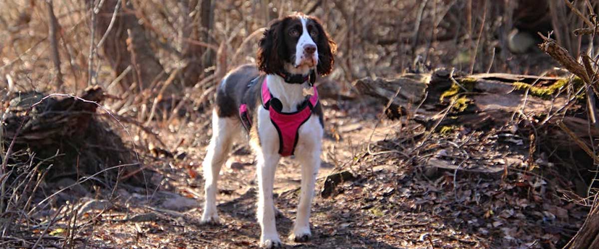 English Springer Spaniel: A Loyal Companion and Energetic Worker