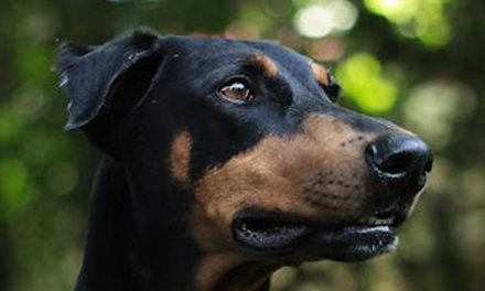 The English Toy Terrier: A Charming Companion