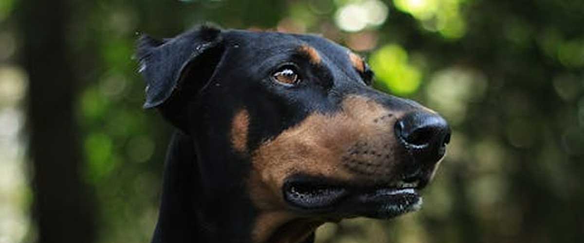 The English Toy Terrier: A Charming Companion