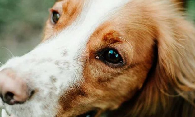 The Epagneul Pont-Audemer: A Unique French Dog Breed
