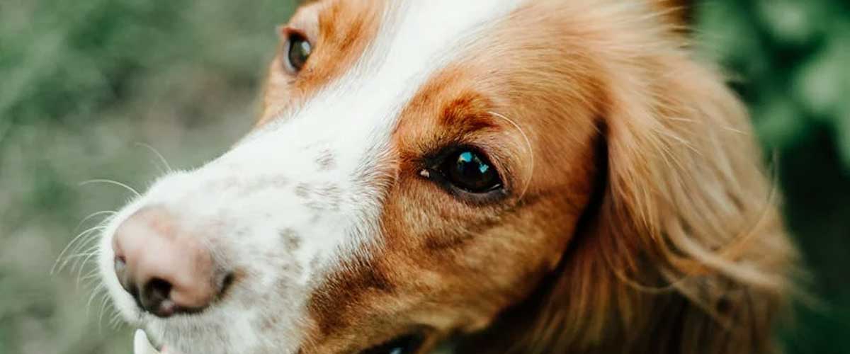The Epagneul Pont-Audemer: A Unique French Dog Breed