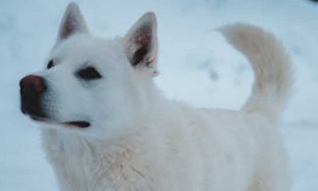 The Eskimo Dog Breed: A Loyal Companion with Arctic Roots