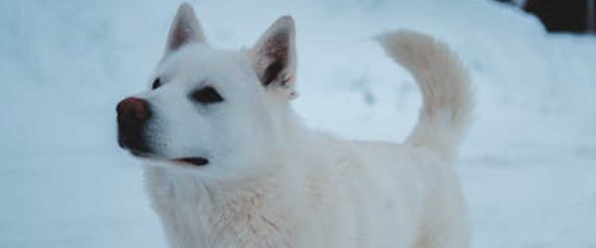 The Eskimo Dog Breed: A Loyal Companion with Arctic Roots