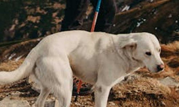 The Estrela Mountain Dog: A Noble Guardian of the Mountains