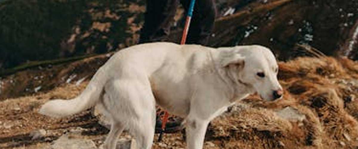 The Estrela Mountain Dog: A Noble Guardian of the Mountains