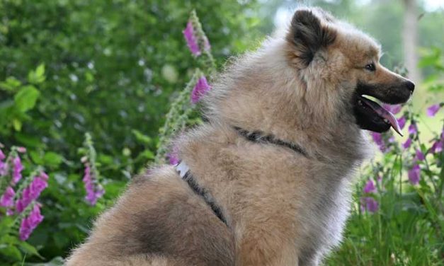 The Eurasier: A Versatile and Affectionate Companion