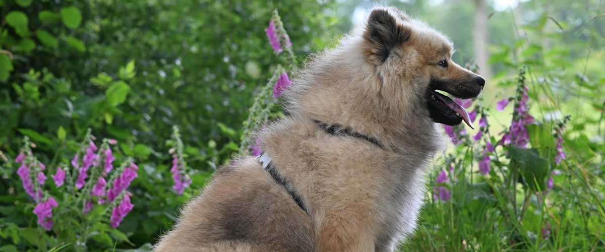 The Eurasier: A Versatile and Affectionate Companion