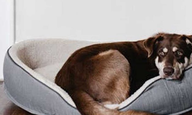 Feeling the Pinch: Tips to Keep Dog Expenses Down