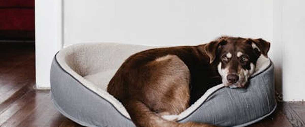 Feeling the Pinch: Tips to Keep Dog Expenses Down
