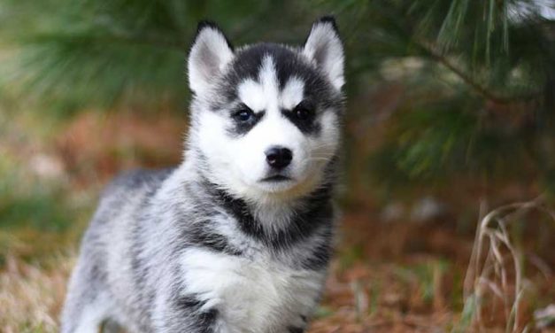 Why Your Dog Hates the Face Collar for Lead Control
