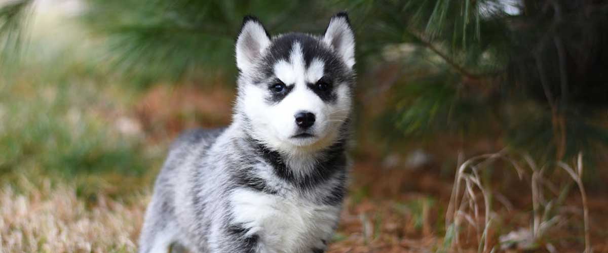 Why Your Dog Hates the Face Collar for Lead Control