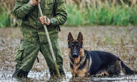 The Role of Dogs in the Falklands War