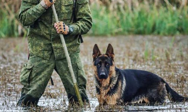 The Role of Dogs in the Falklands War