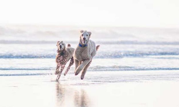 The Fastest Dog Breeds in the World