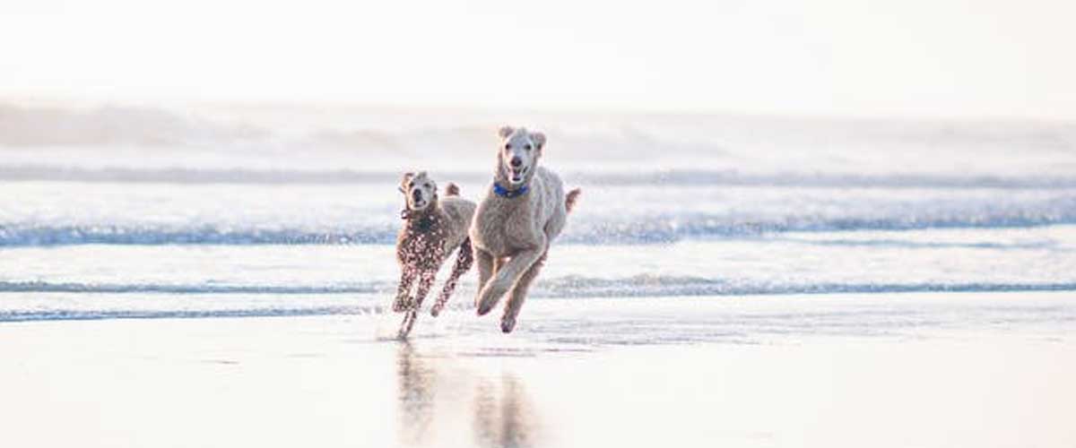 The Fastest Dog Breeds in the World
