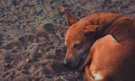 Understanding Feral and Stray Dogs: An Informative Overview