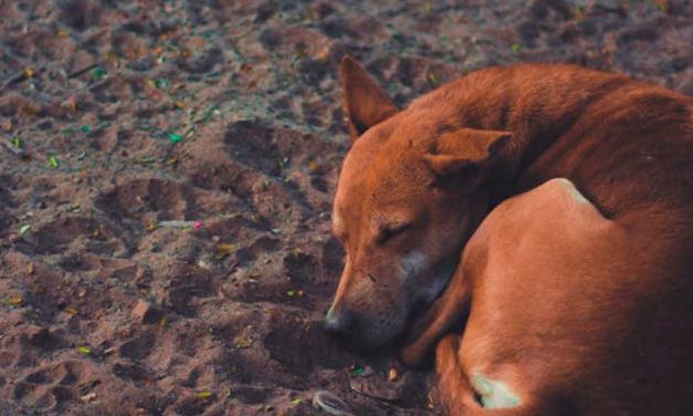 Understanding Feral and Stray Dogs: An Informative Overview
