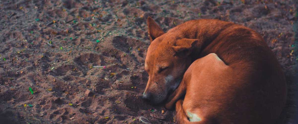 Understanding Feral and Stray Dogs: An Informative Overview