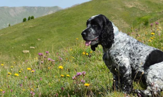 Field Spaniel: An In-Depth Look at the Versatile and Affectionate Breed