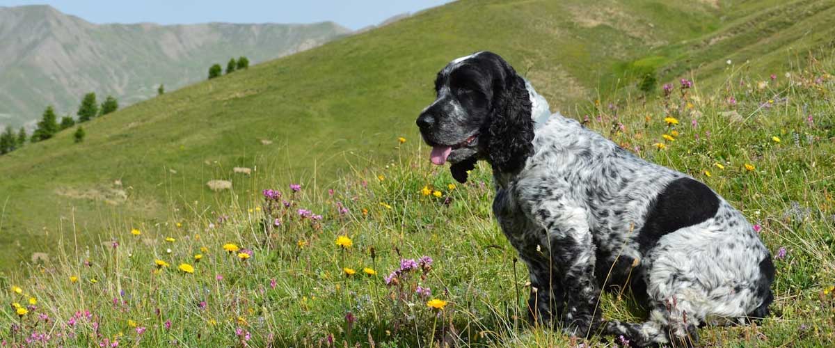 Field Spaniel: An In-Depth Look at the Versatile and Affectionate Breed