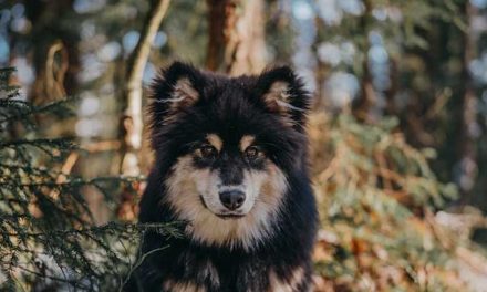 The Finnish Lapphund: A Joyful Companion