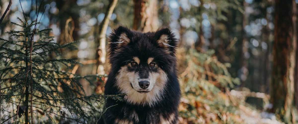 The Finnish Lapphund: A Joyful Companion
