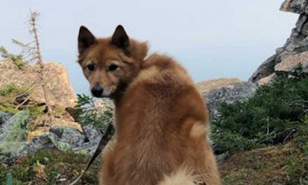 The Finnish Spitz: A Unique Companion with a Rich Heritage