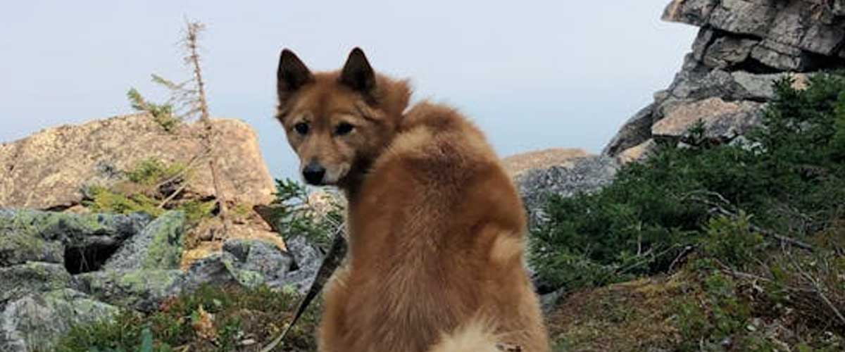 The Finnish Spitz: A Unique Companion with a Rich Heritage