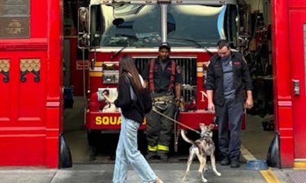 The Primary Duties of a Fire Service Dog