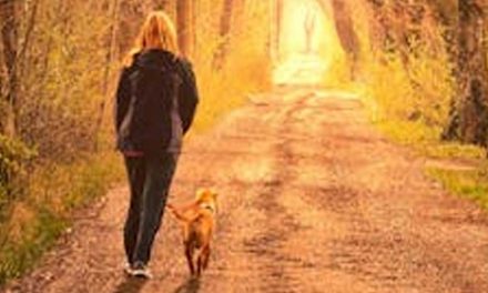 The Benefits of Using a Flexi Lead with Your Dog