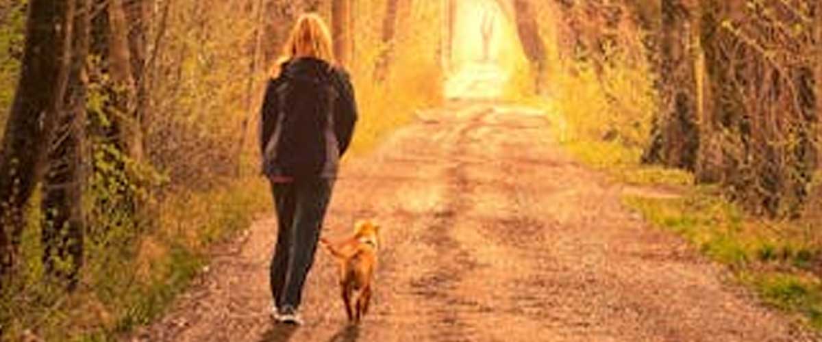 The Benefits of Using a Flexi Lead with Your Dog