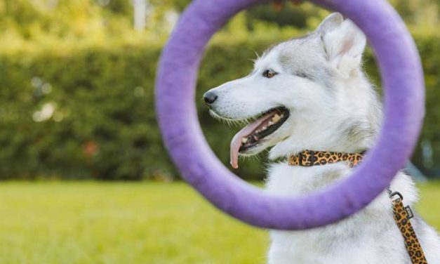 Distraction Causing Your Dog Training to Fail?