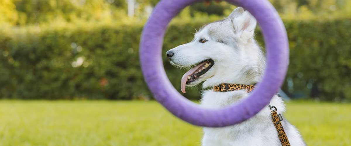 Distraction Causing Your Dog Training to Fail?