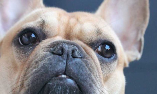 Exploring the French Bulldog Breed: Characteristics, Care, and Companionship